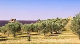 maison et cafe et oliviers  rwabi route principle vers eljem