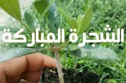 غرس زيتون للبيع