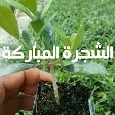 غرس زيتون للبيع